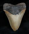 Nice Inch NC Megalodon Tooth #1350-1